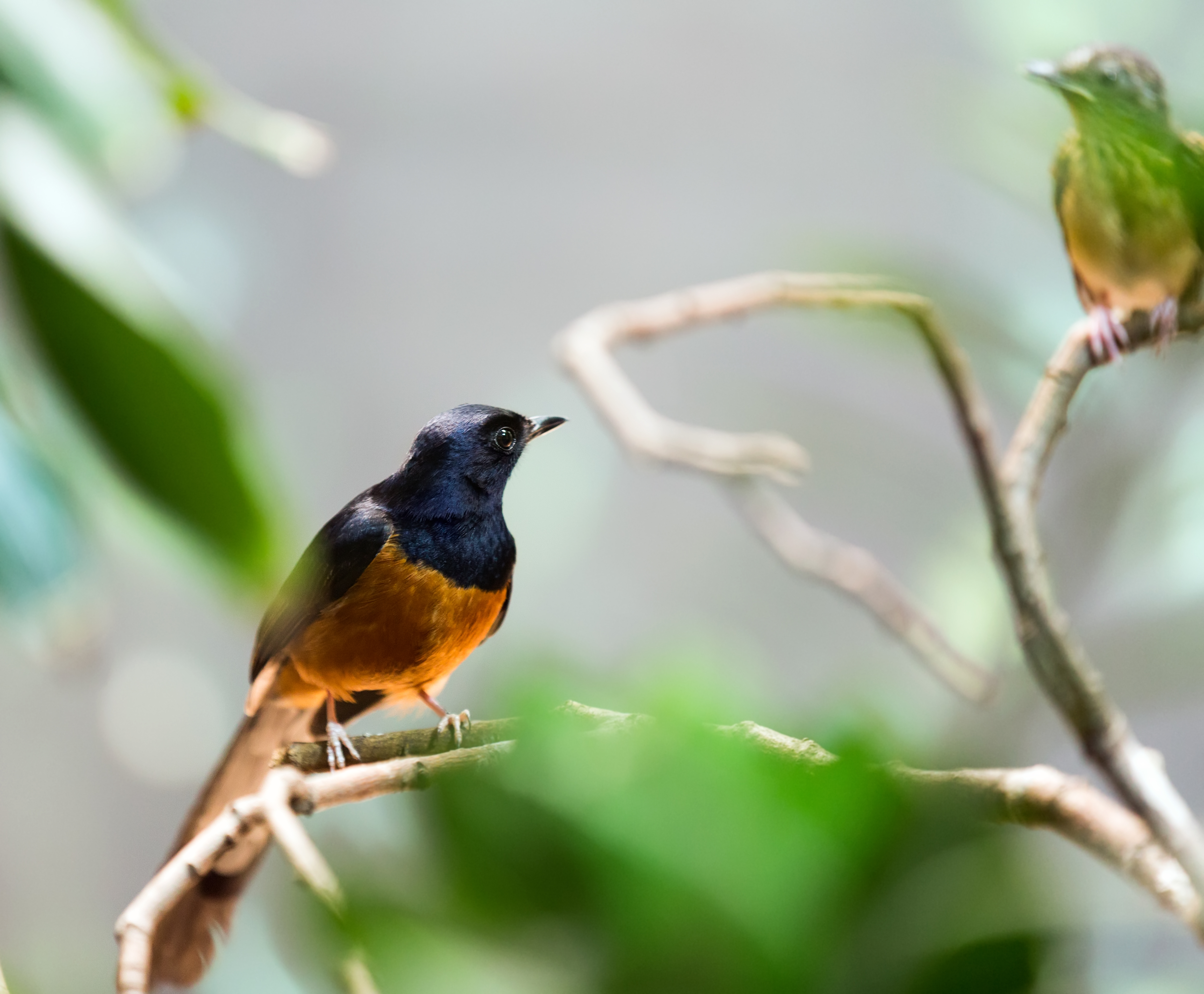 avistamiento de aves Manizales